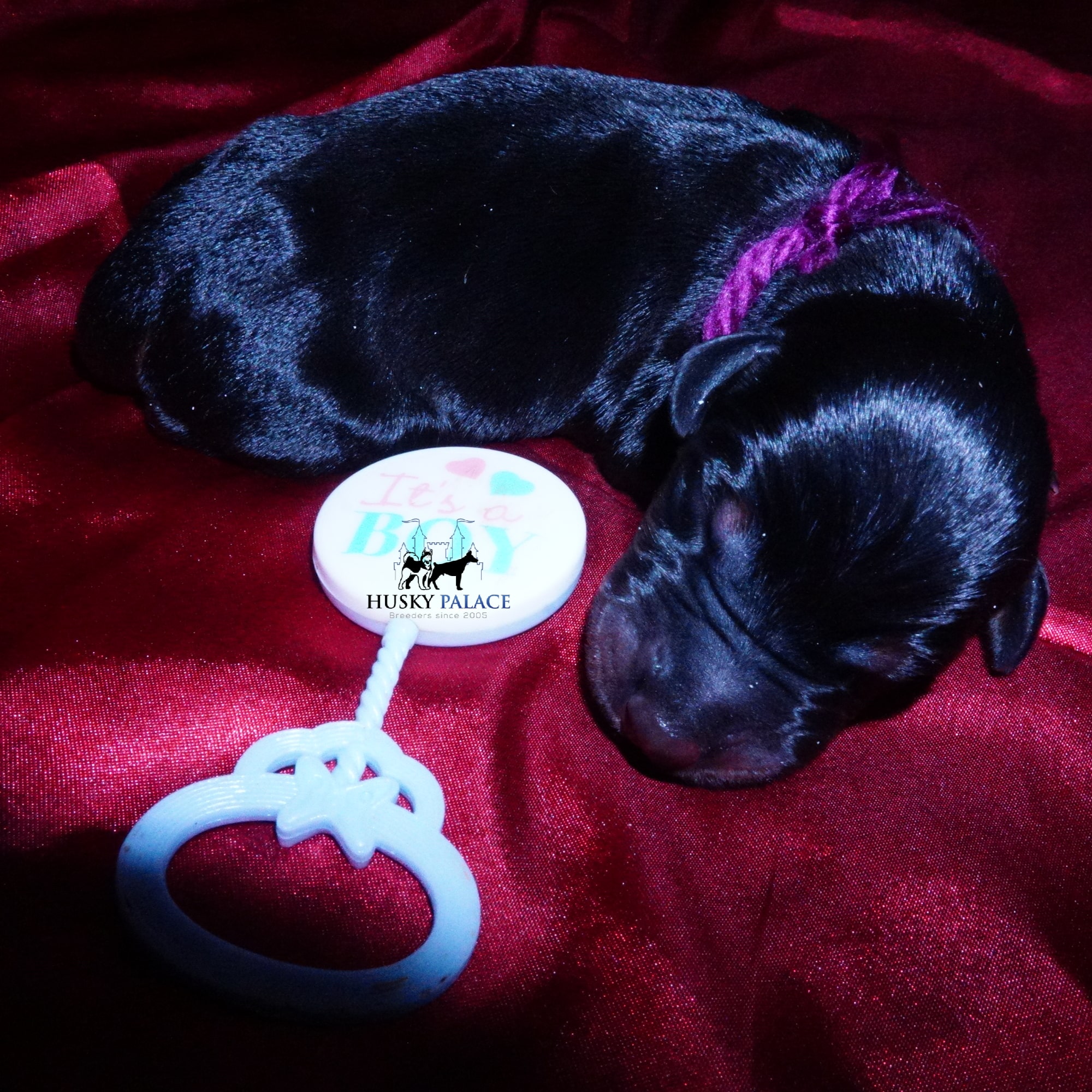 Doberman Pinscher Puppies for Sale