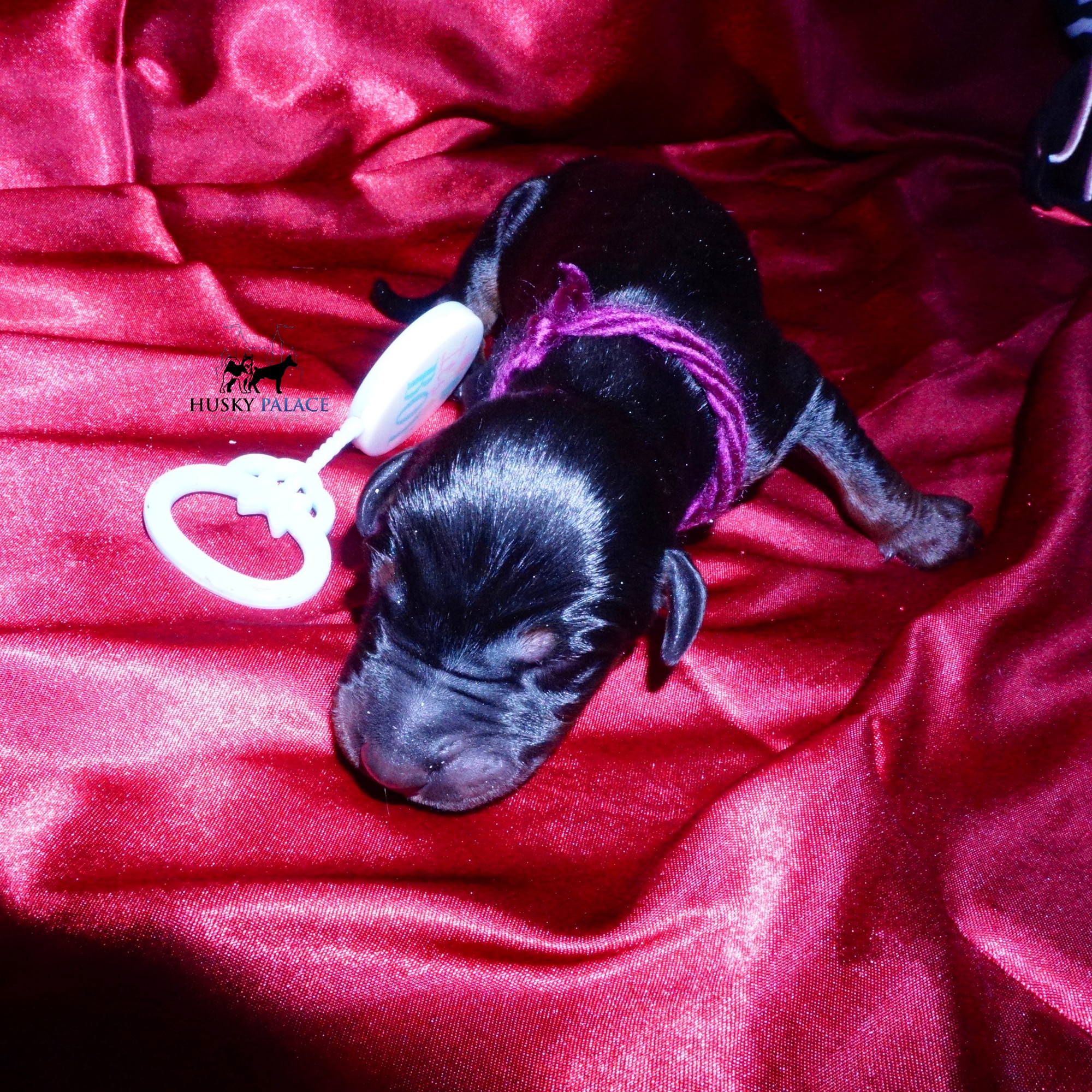Doberman Pinscher Puppies for Sale