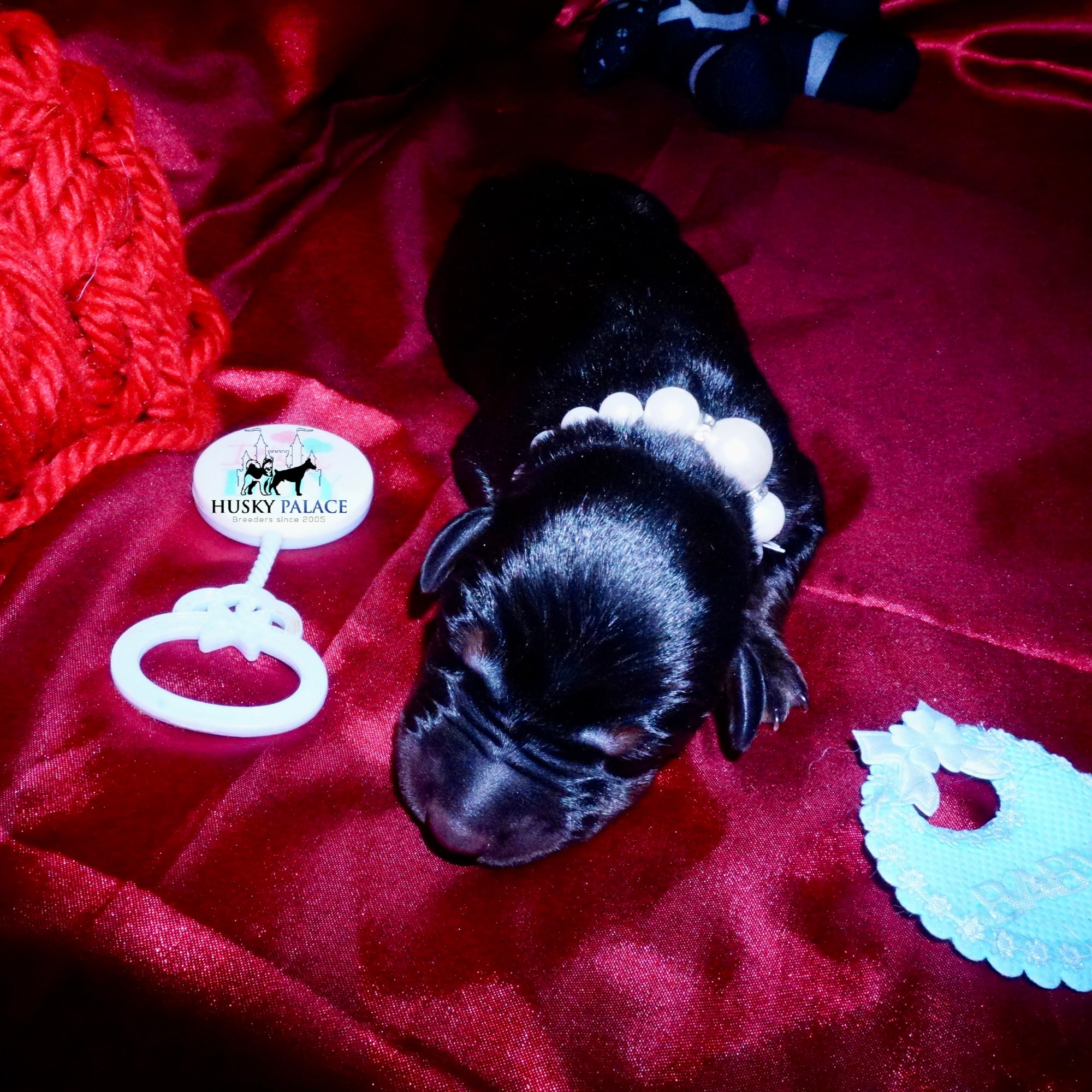Doberman Pinscher Puppies for Sale