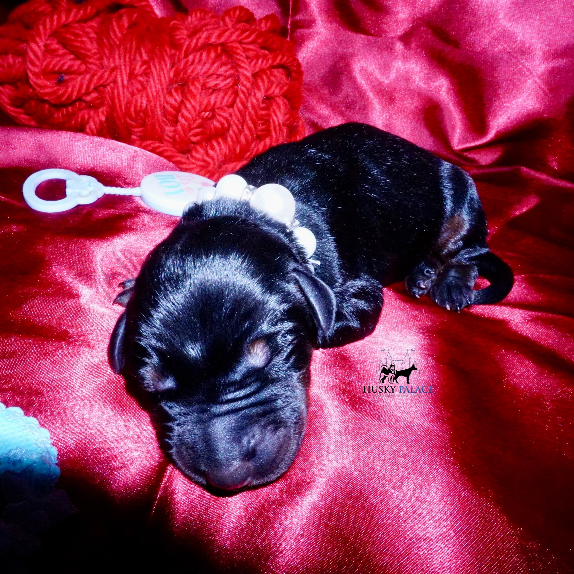 Doberman Pinscher Puppies for Sale