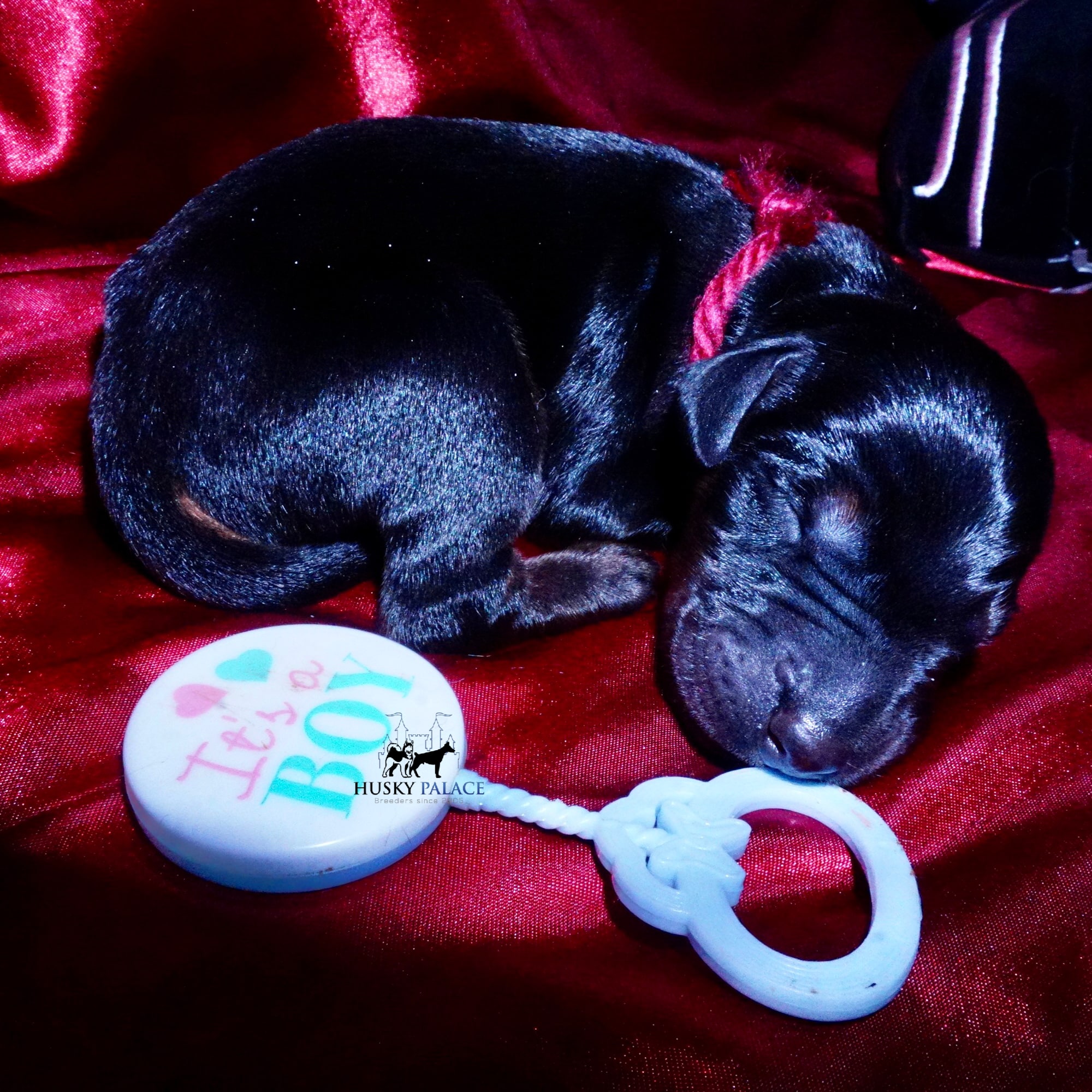 Doberman Pinscher Puppies for Sale