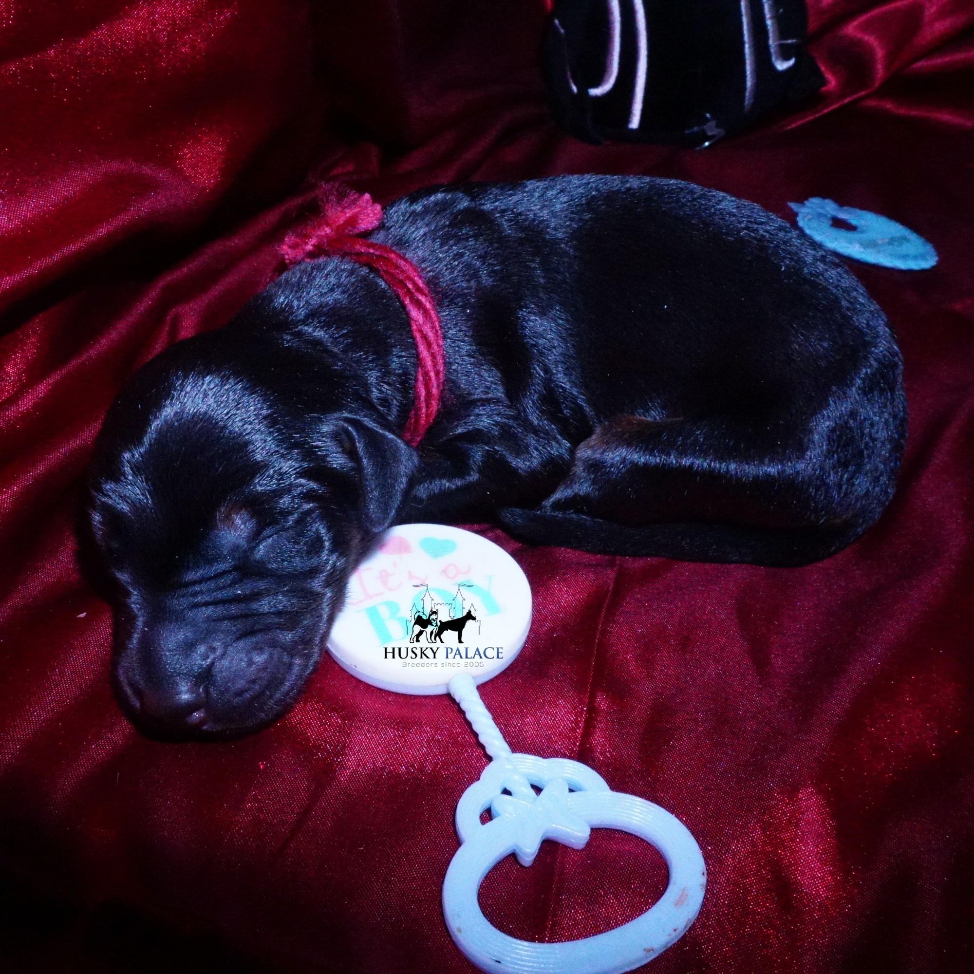 Doberman Pinscher Puppies for Sale
