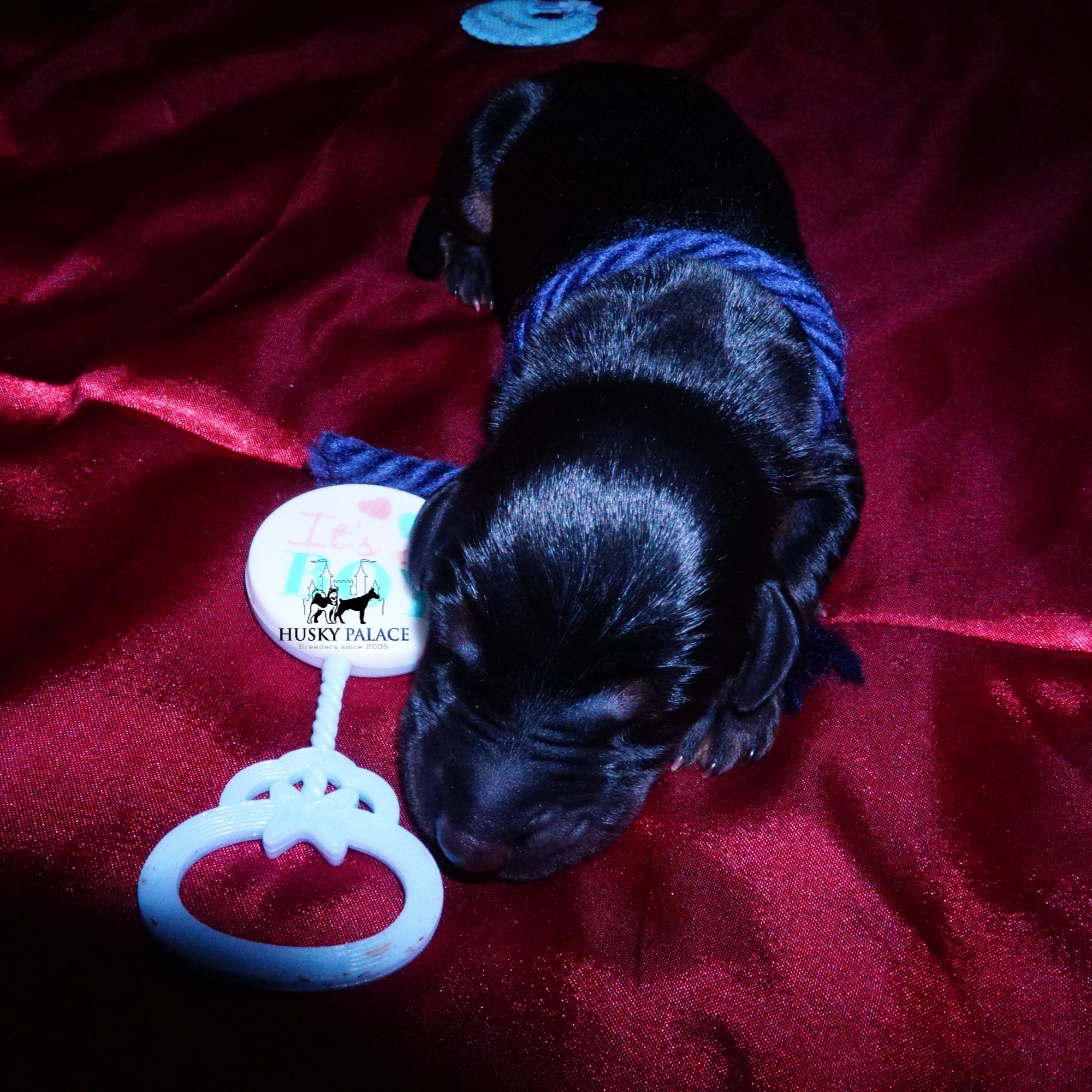 Doberman Pinscher Puppies for Sale