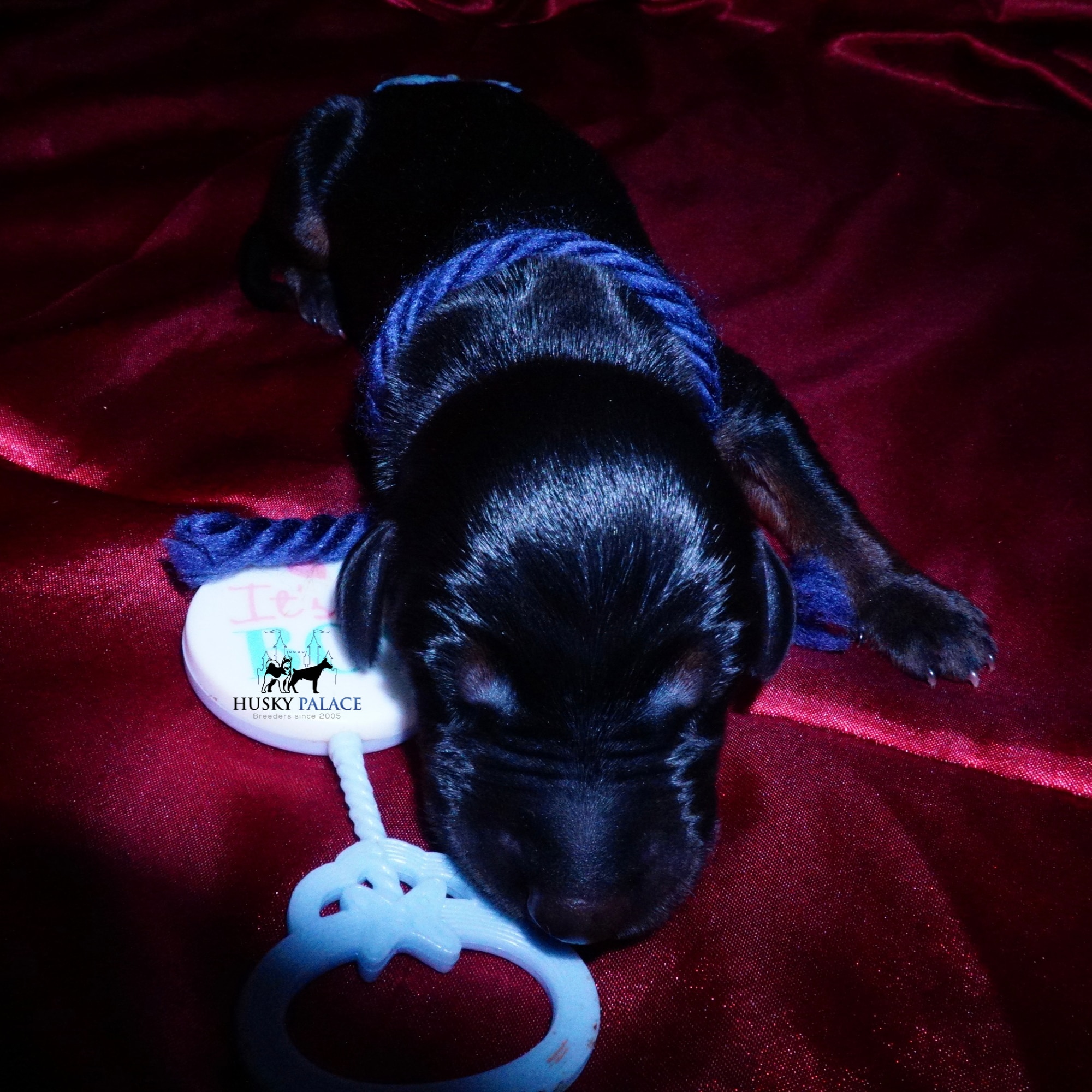 Doberman Pinscher Puppies for Sale