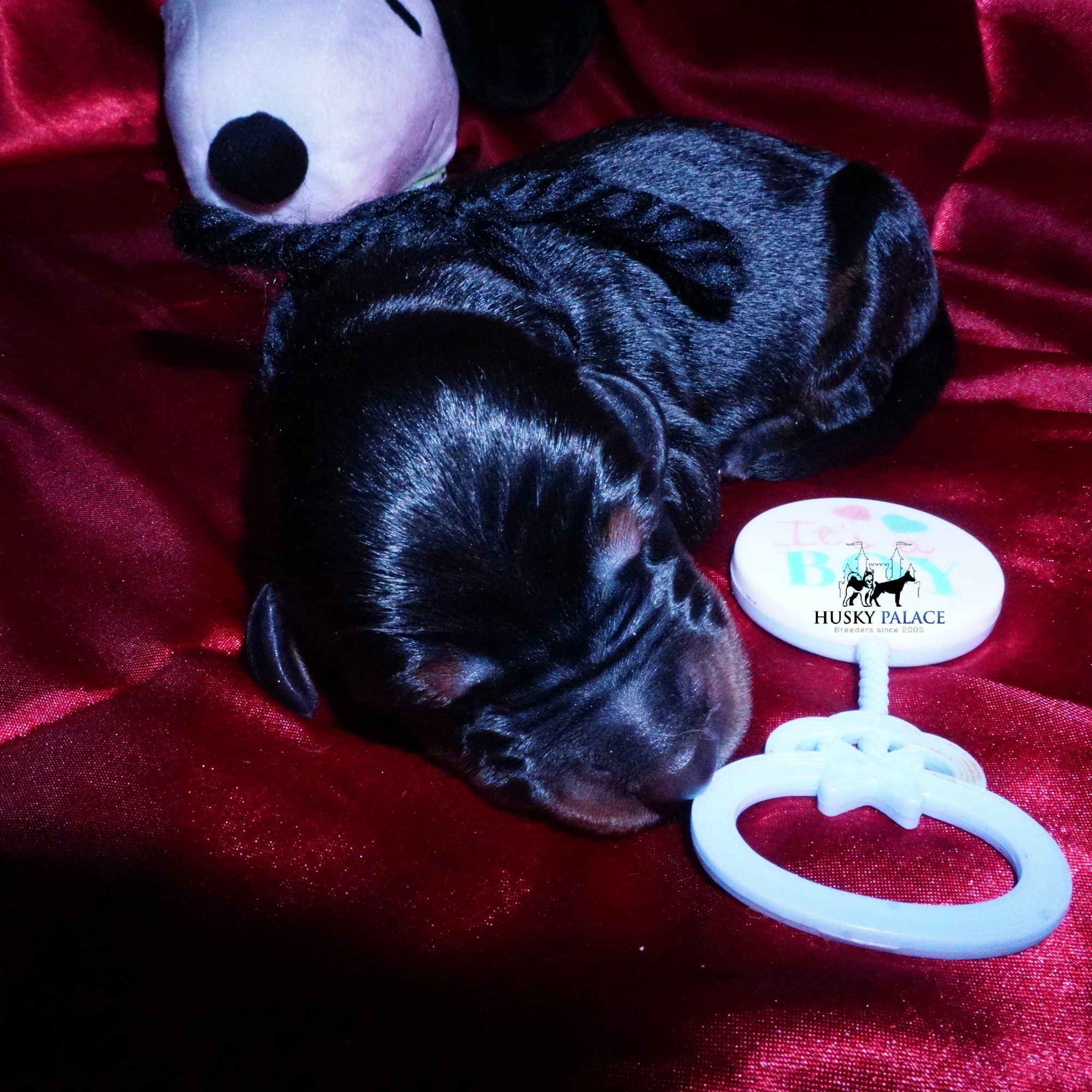 Doberman Pinscher Puppies for Sale
