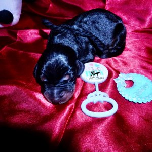 Doberman Pinscher Puppies for Sale