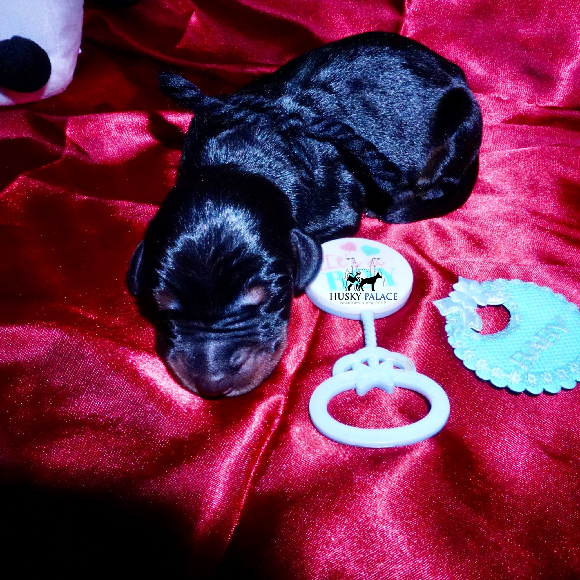 Doberman Pinscher Puppies for Sale