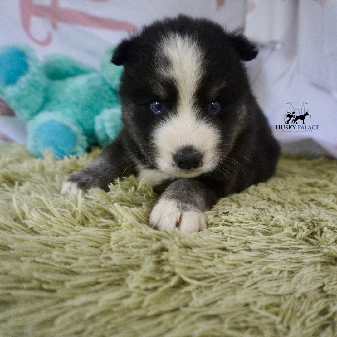 Huskies for sale