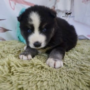 Huskies for sale