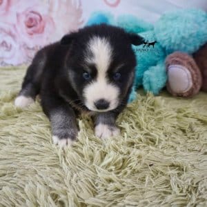 Huskies for sale