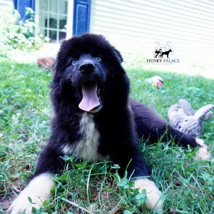 Husky Breeder