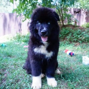 Husky Breeder