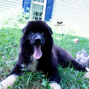 Husky Breeder