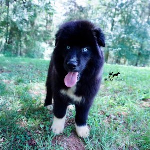 Husky Breeder