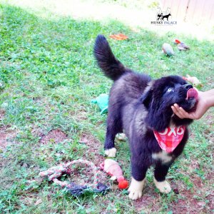 Husky Breeder