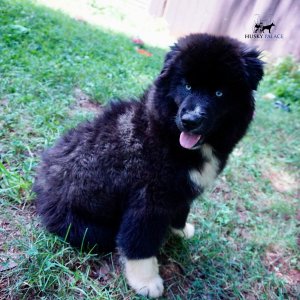 Husky Breeder