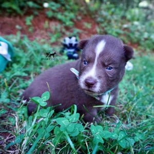 Husky Dog Breeders