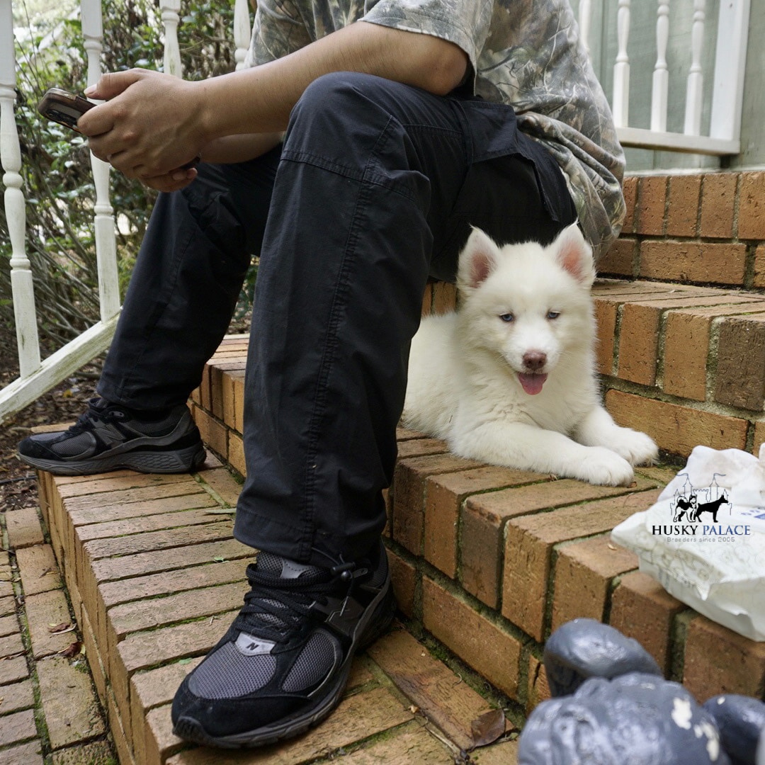 Husky