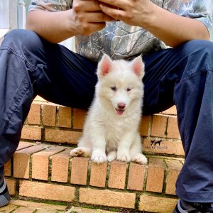 Husky