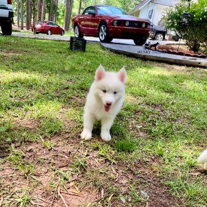 Husky