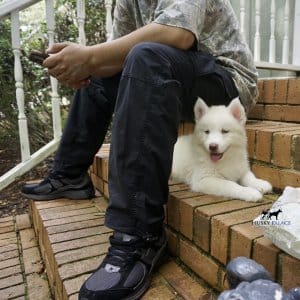 Husky