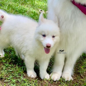 Husky