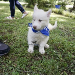 Husky