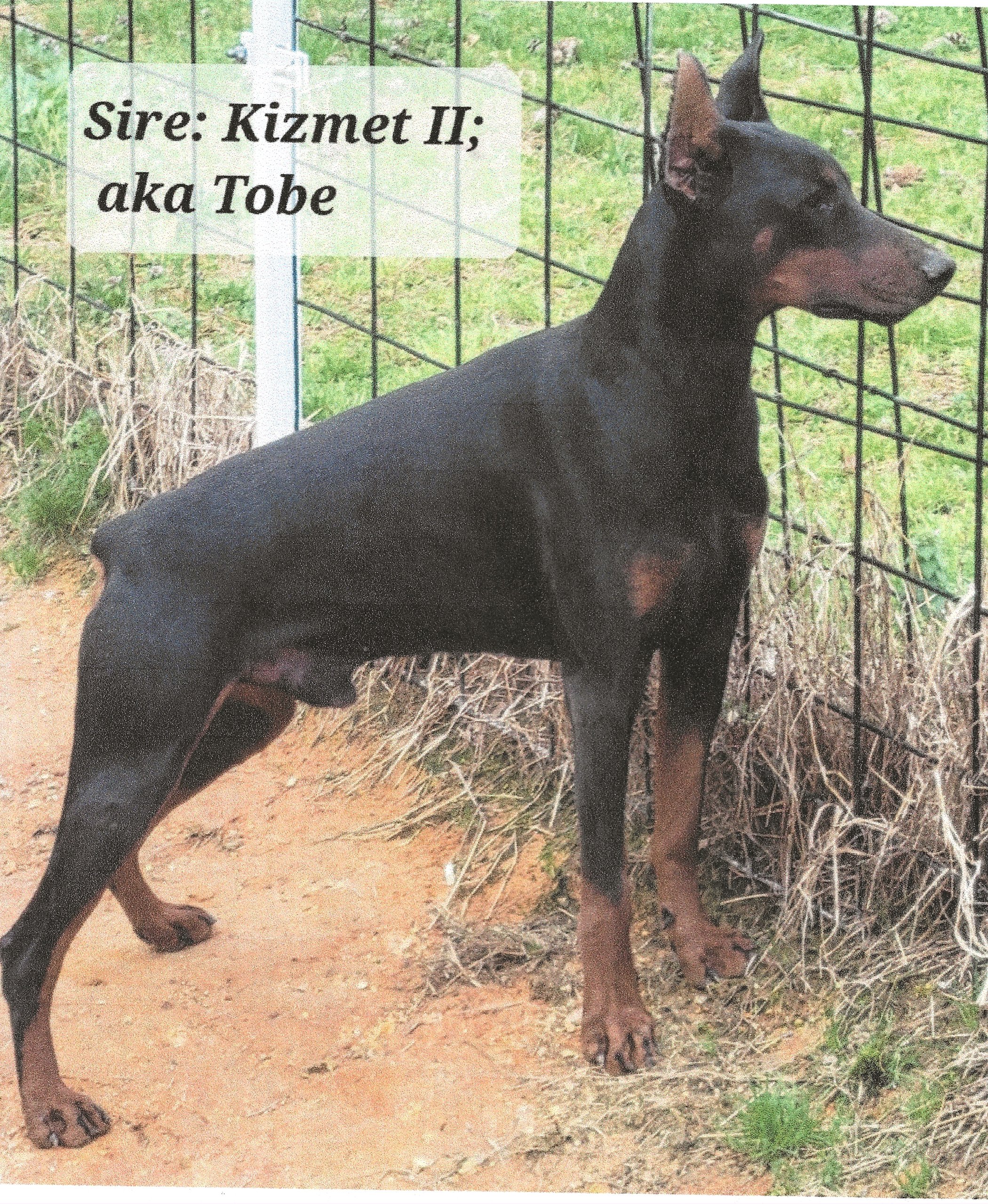 Doberman For Sale