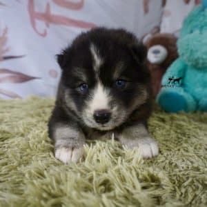 Black/white Husky