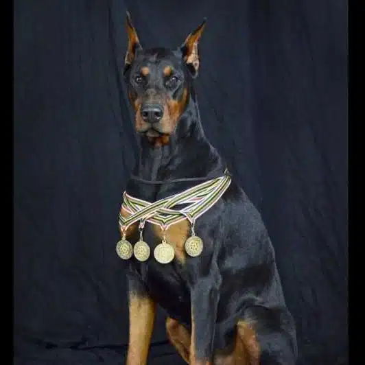 Phoenix, Great Grandfather Supplies Needed for a New Puppy