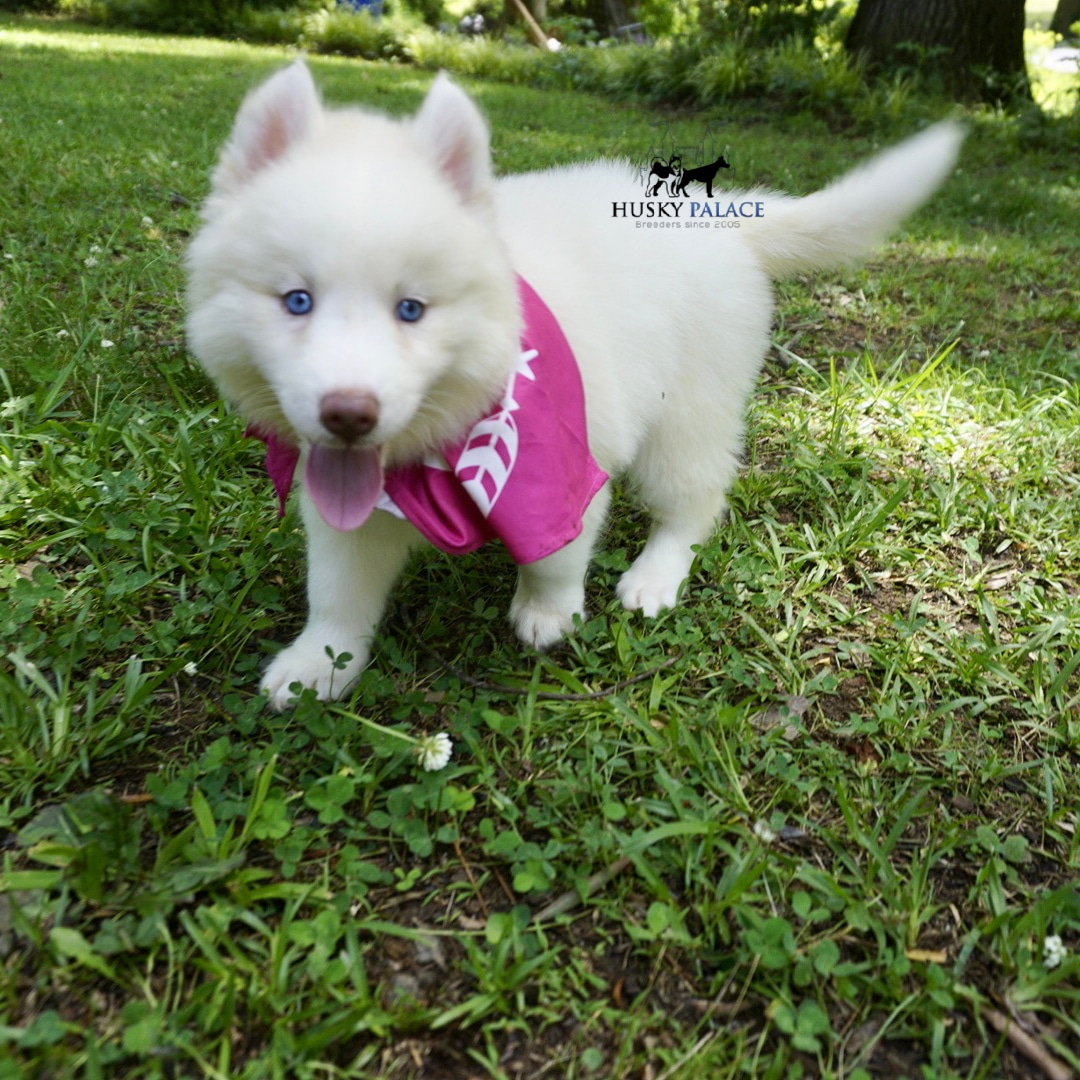 Husky litters