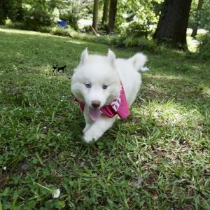 Husky litters