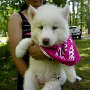 Husky litters