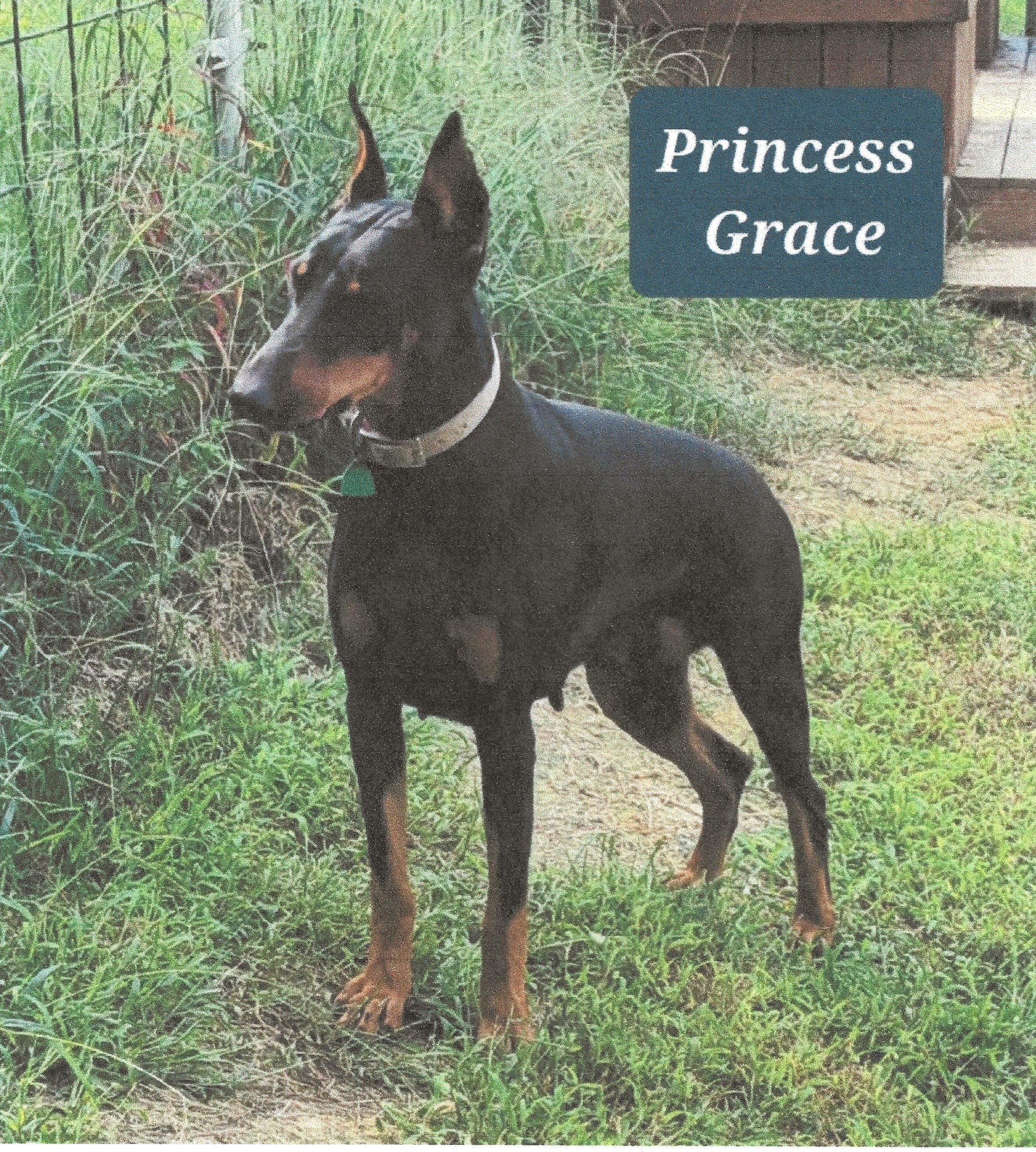 European Doberman For Sale