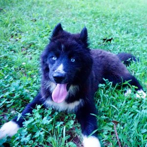 Pure Siberian Husky a
