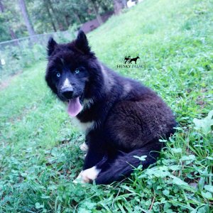 Pure Siberian Husky a