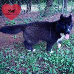 Pure Siberian Husky a