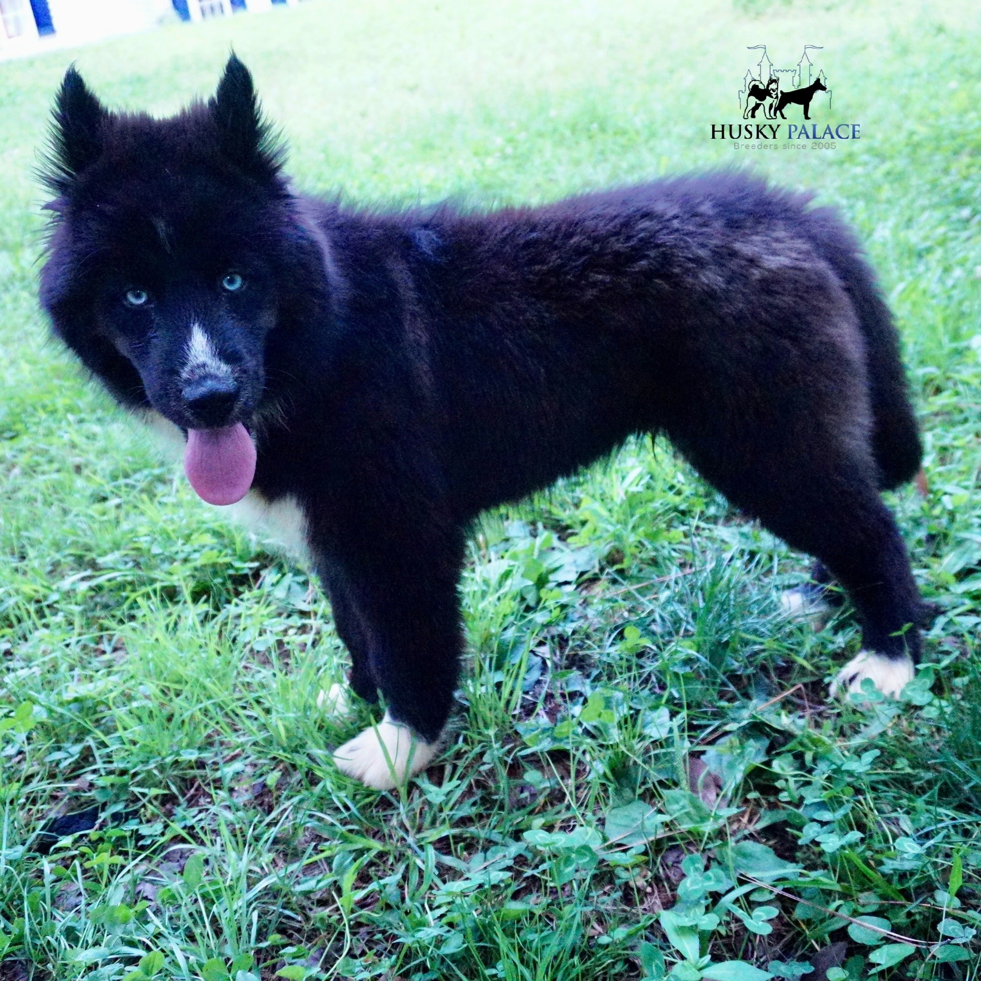 Pure Siberian Husky a