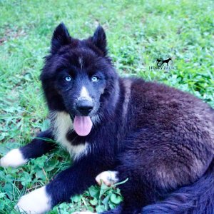 Pure Siberian Husky a