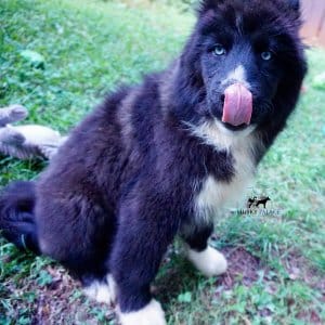 Pure Siberian Husky a
