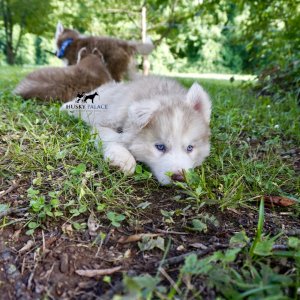 Red Husky Pup
