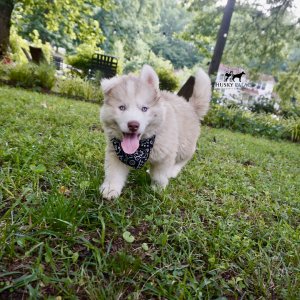 Red Husky Pup