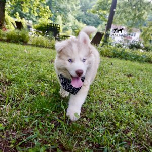 Red Husky Pup
