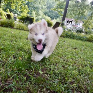 Red Husky Pup