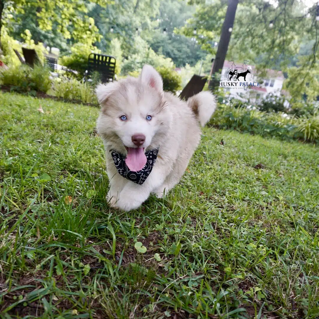 Red Husky Pup