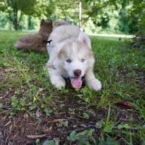 Red Husky Pup