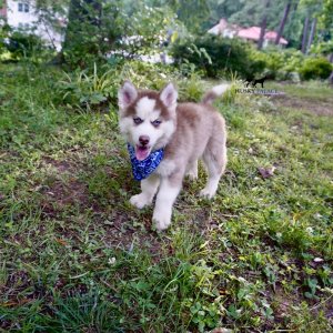 Red Husky Puppy