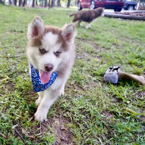 Red Husky Puppy