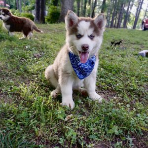 Red Husky Puppy