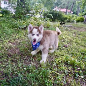 Red Husky Puppy